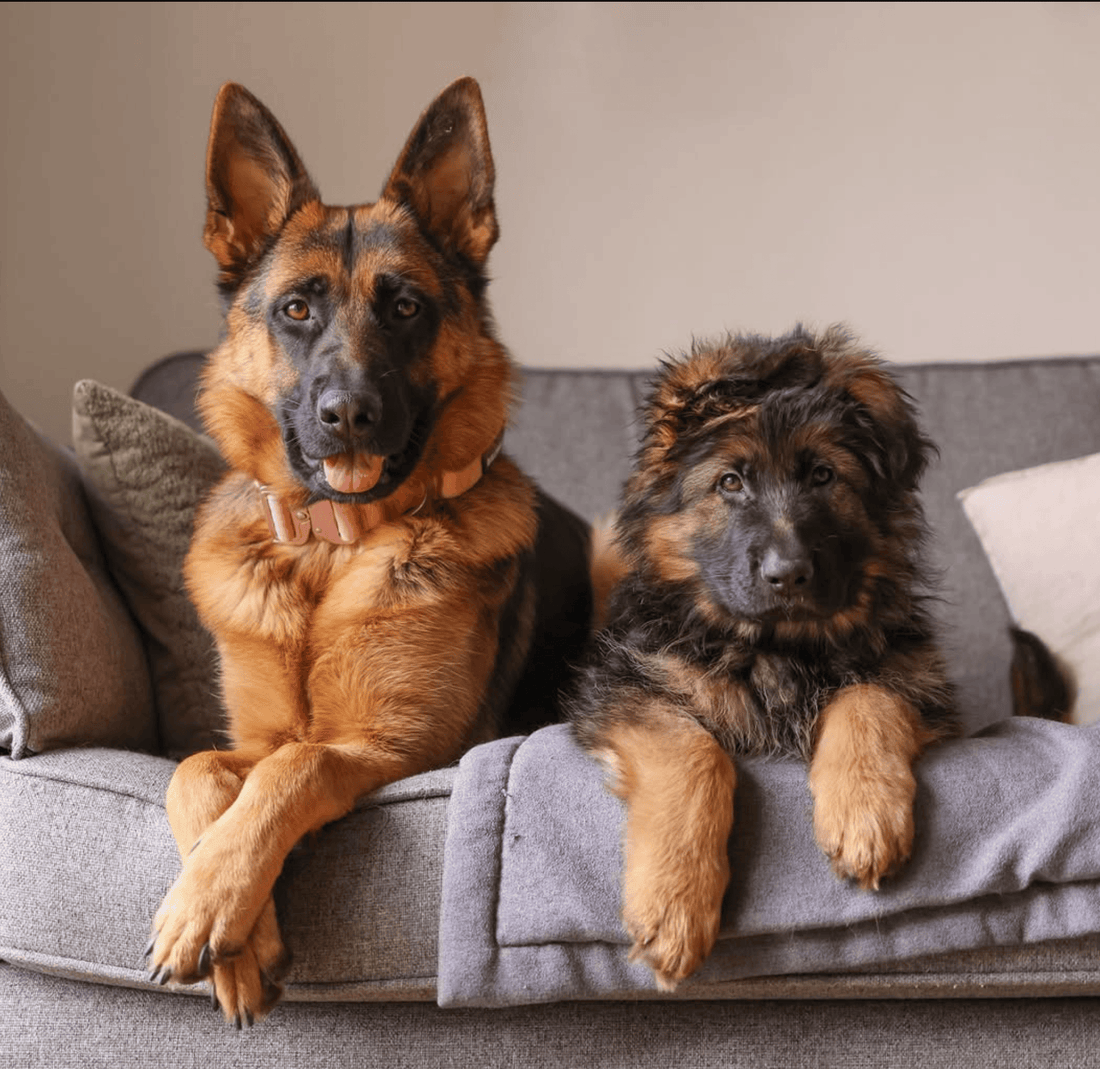 Bear 😇, Bailey and Bruce