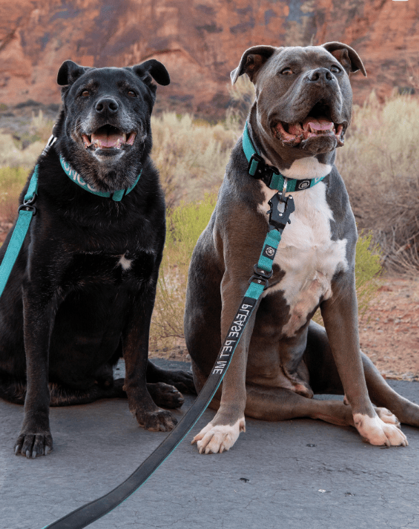 Duke & Bronco