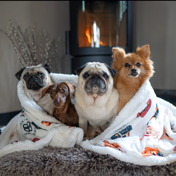 puggy, pops 😇, yumyum, pomegranate & sugar