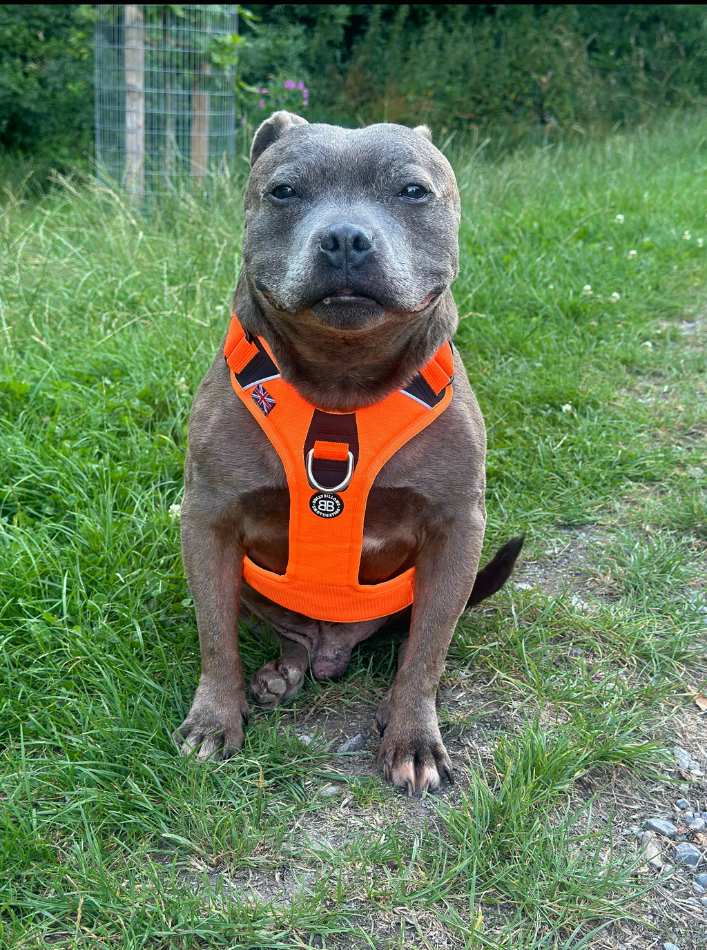 Boulder 😇 & Rocky