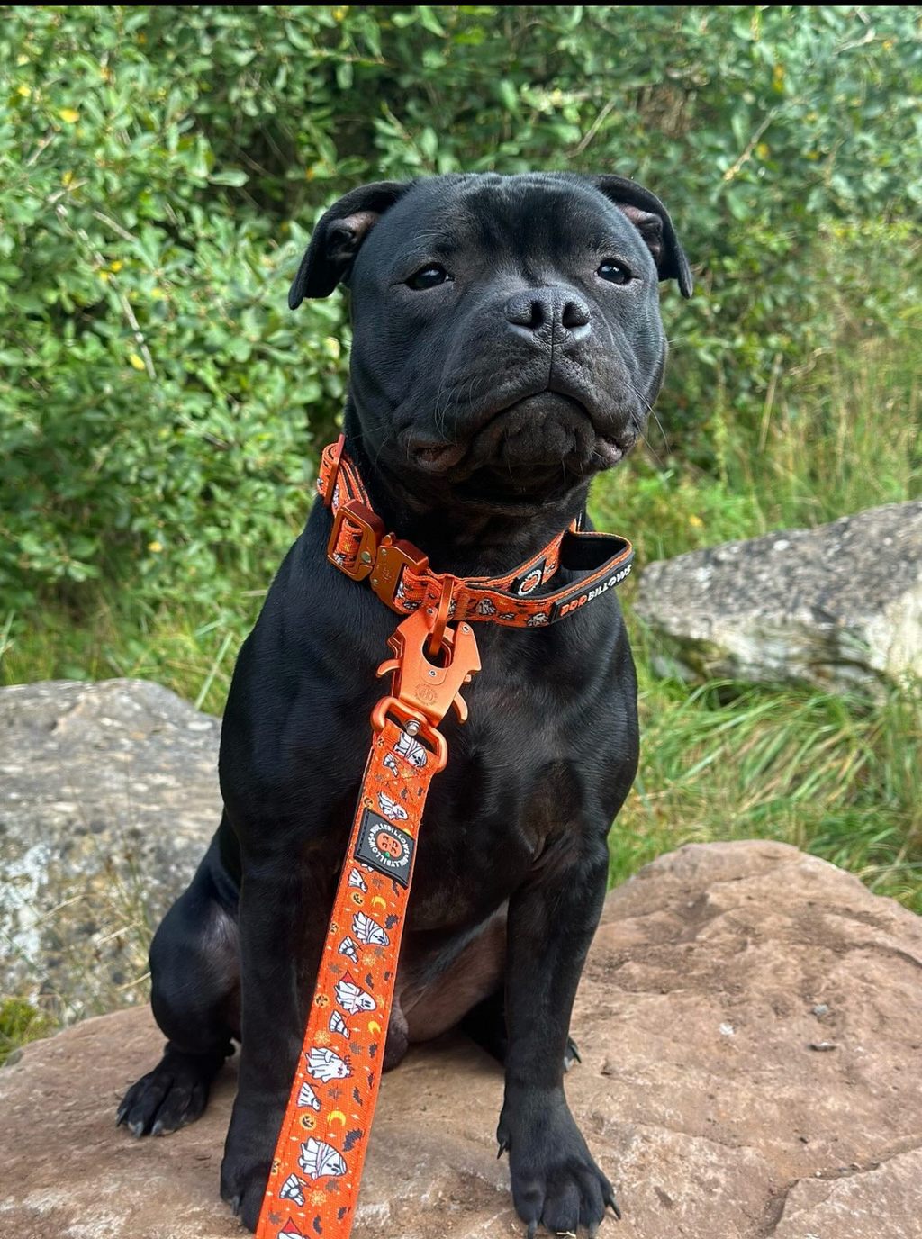 Boulder 😇 & Rocky