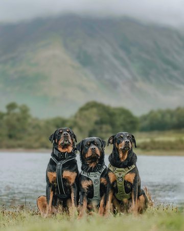 Floyd, Willow & Crowley