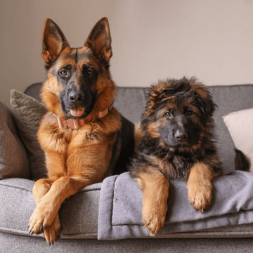 Bear 😇, Bailey and Bruce