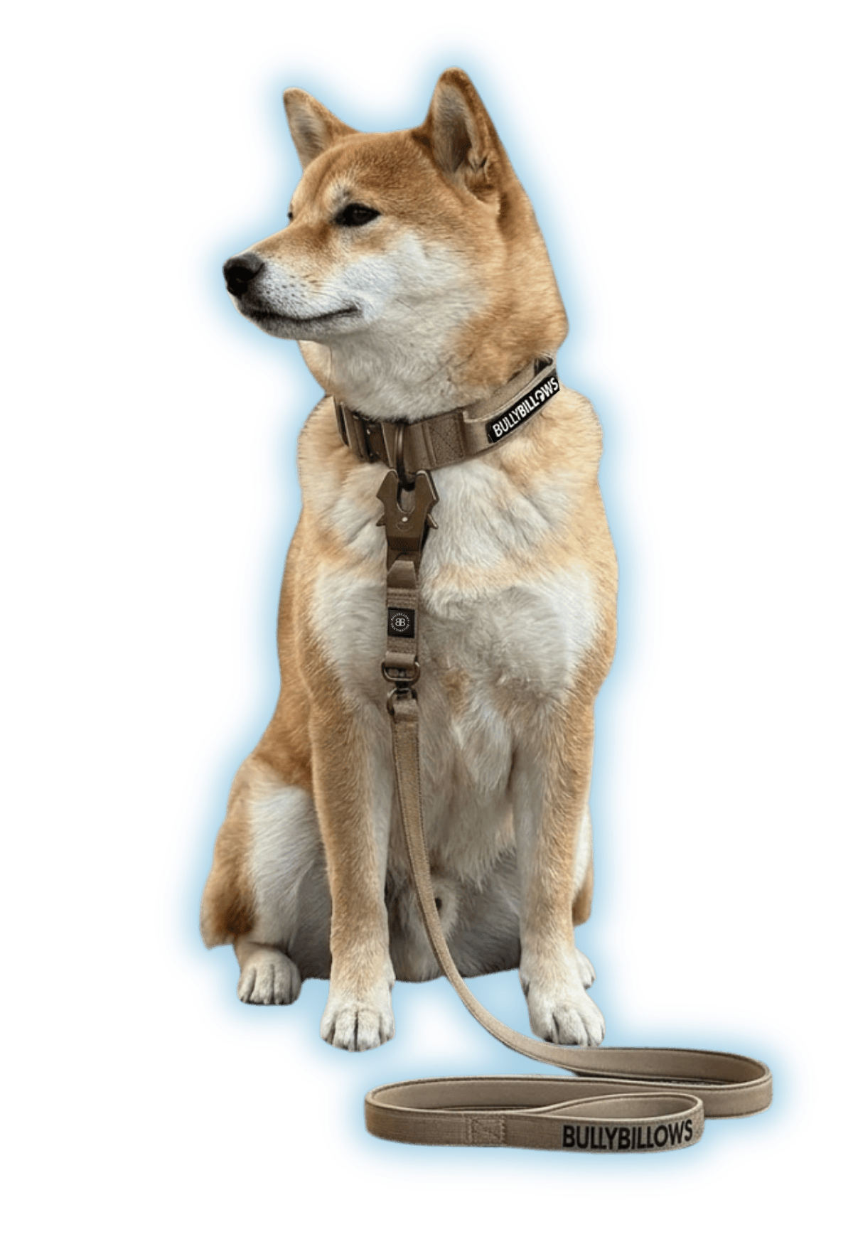 photo of Shiba Inu
