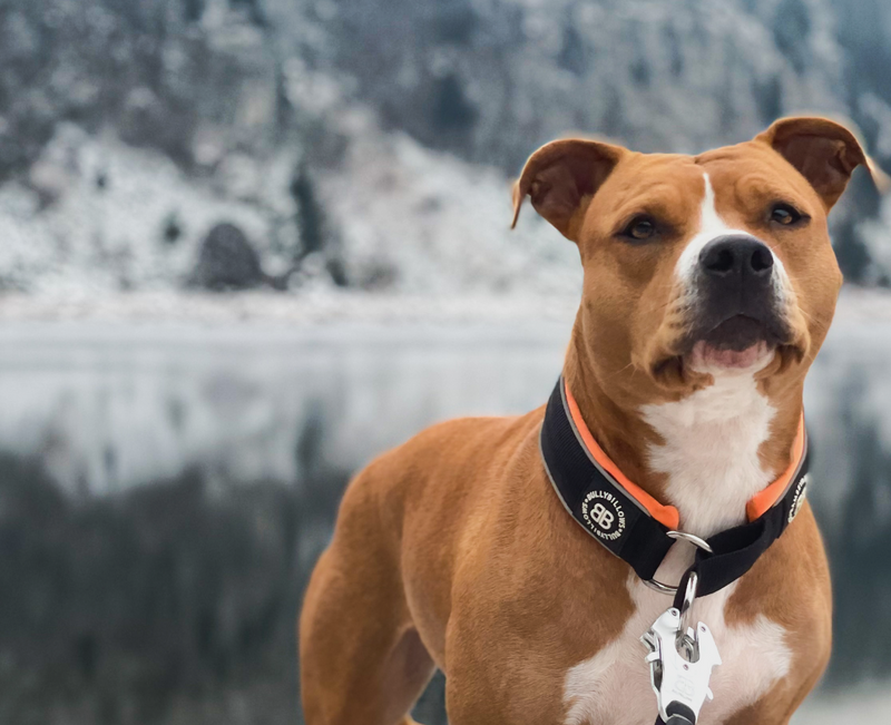 Slip on Collars Collection