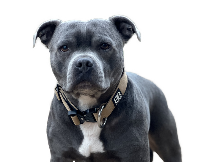 Harnesses, Collars & Leads for Staffordshire Bull Terriers BullyBillows Europe