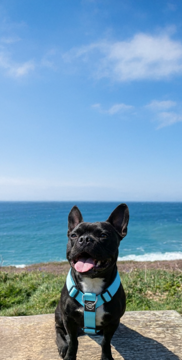 The Anti-Pull TRI-Harness®