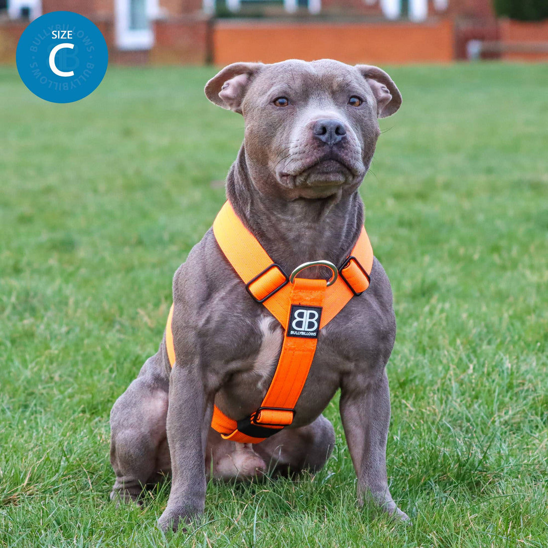 featured image of Anti-Pull TRI-Harness® | Training Dog Harness for All Breeds - Black