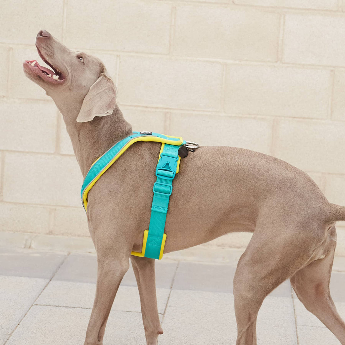 featured image of Slip on Harness | Foam Padded - Purple x Metal Grey