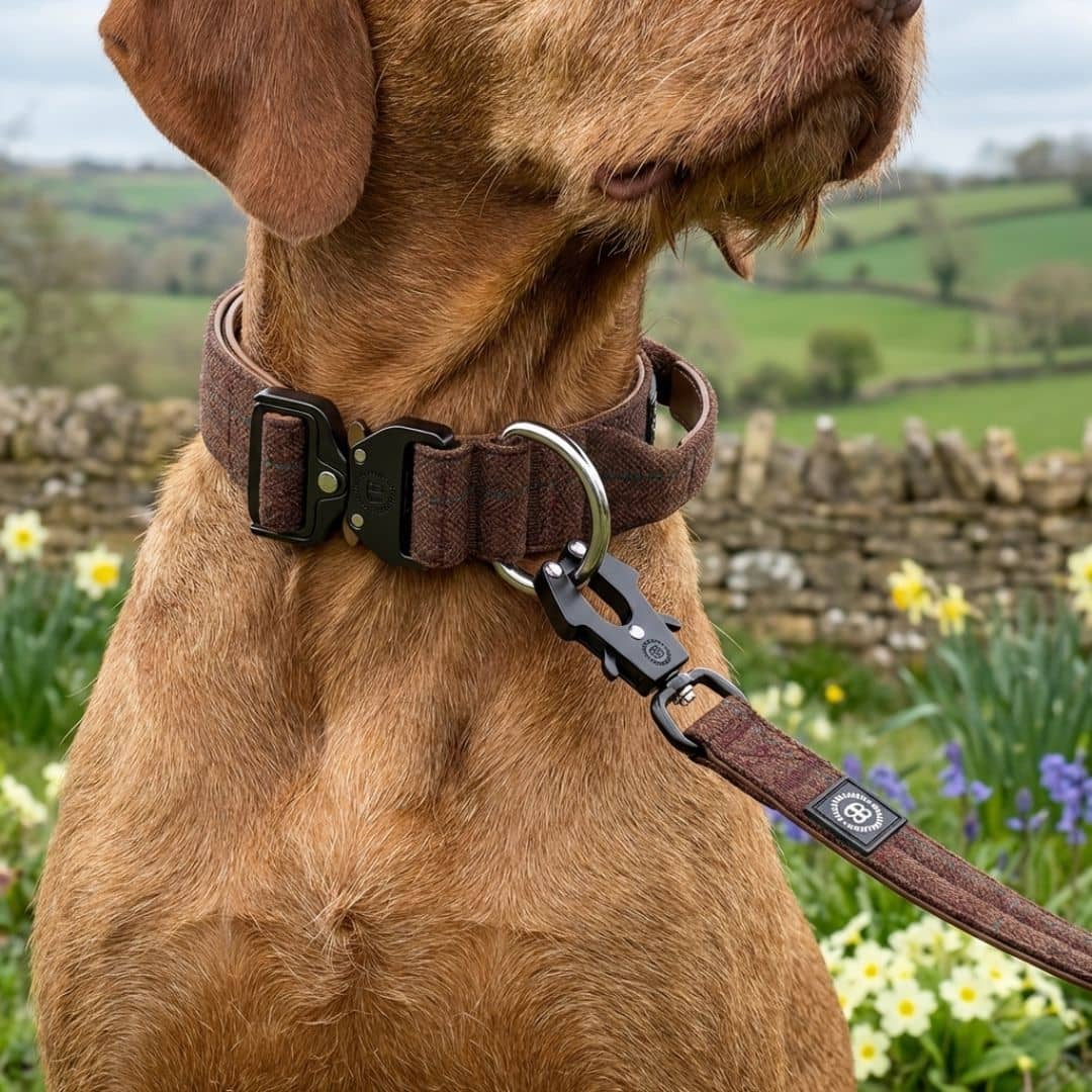 featured image of 4cm Tweed Combat® Collar | With Handle & Secure Clip