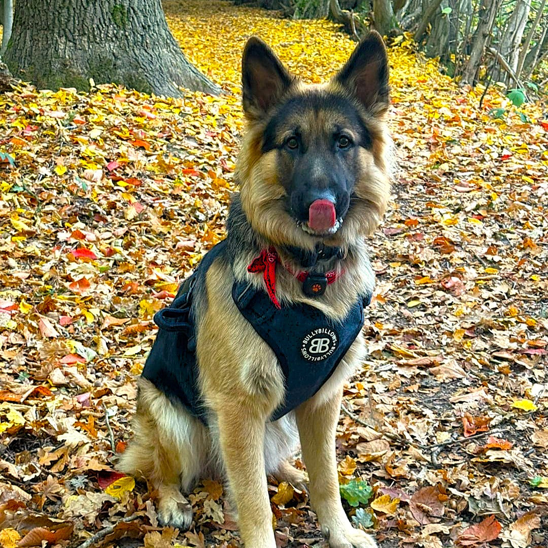 featured image of 4cm Tweed Combat® Collar - Midnight Blue