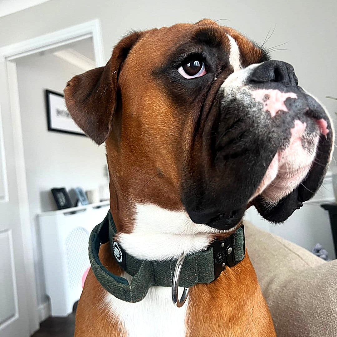 featured image of 4cm Tweed Combat® Collar | With Handle & Secure Clip - Forest Green