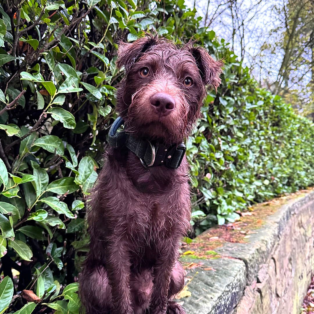 featured image of 4cm Tweed Combat® Collar | With Handle & Secure Clip - Forest Green