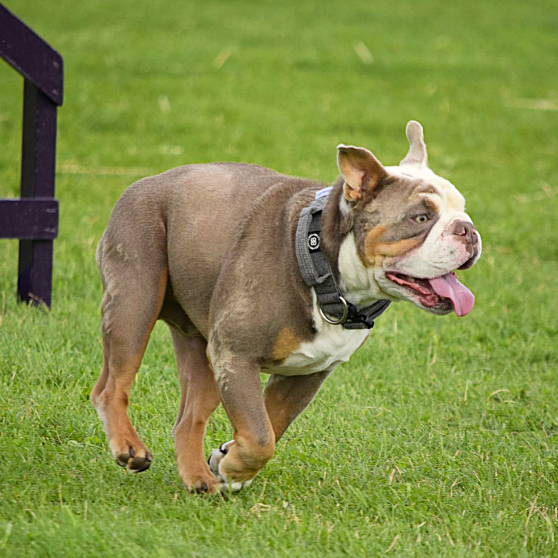 featured image of 4cm Tweed Combat® Collar | With Handle & Secure Clip - Stone Grey