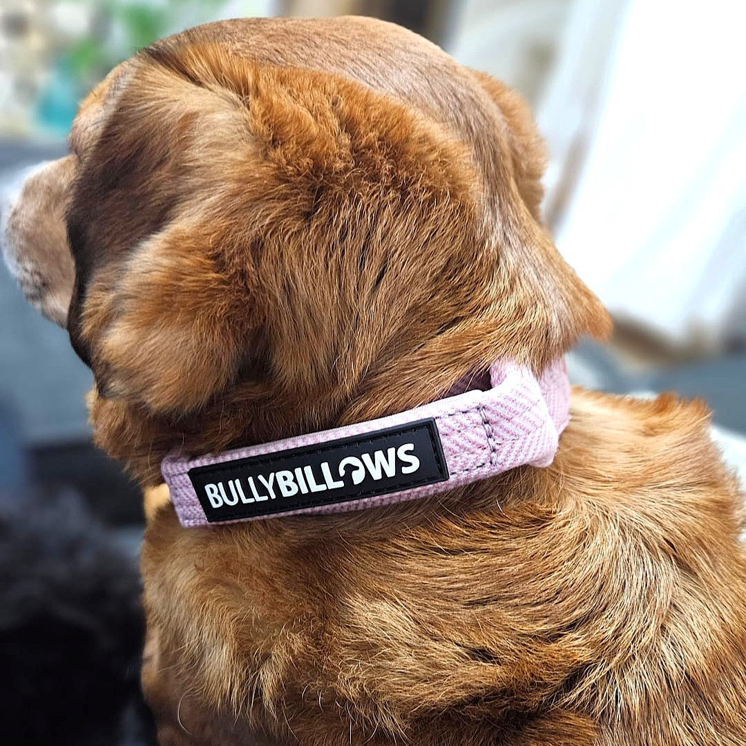 featured image of 4cm Herringbone Combat® Collar | With Handle & Secure Clip - Soft Pink