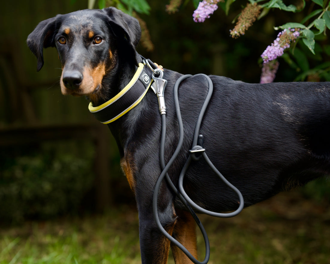 featured image of Cord Leash 2.2meters - Black