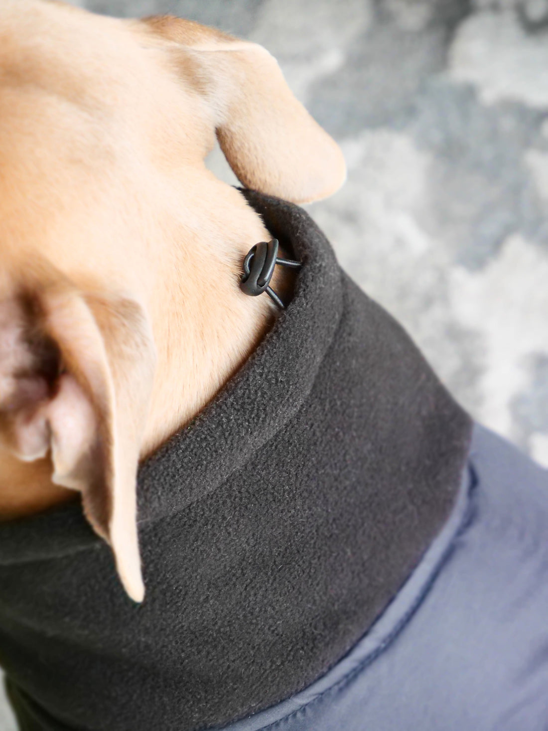 featured image of Dog Coat With Zip - Shower Proof - Black