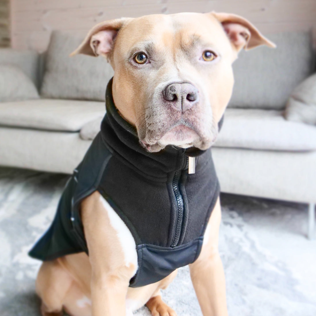 featured image of Dog Coat With Zip - Shower Proof - Black