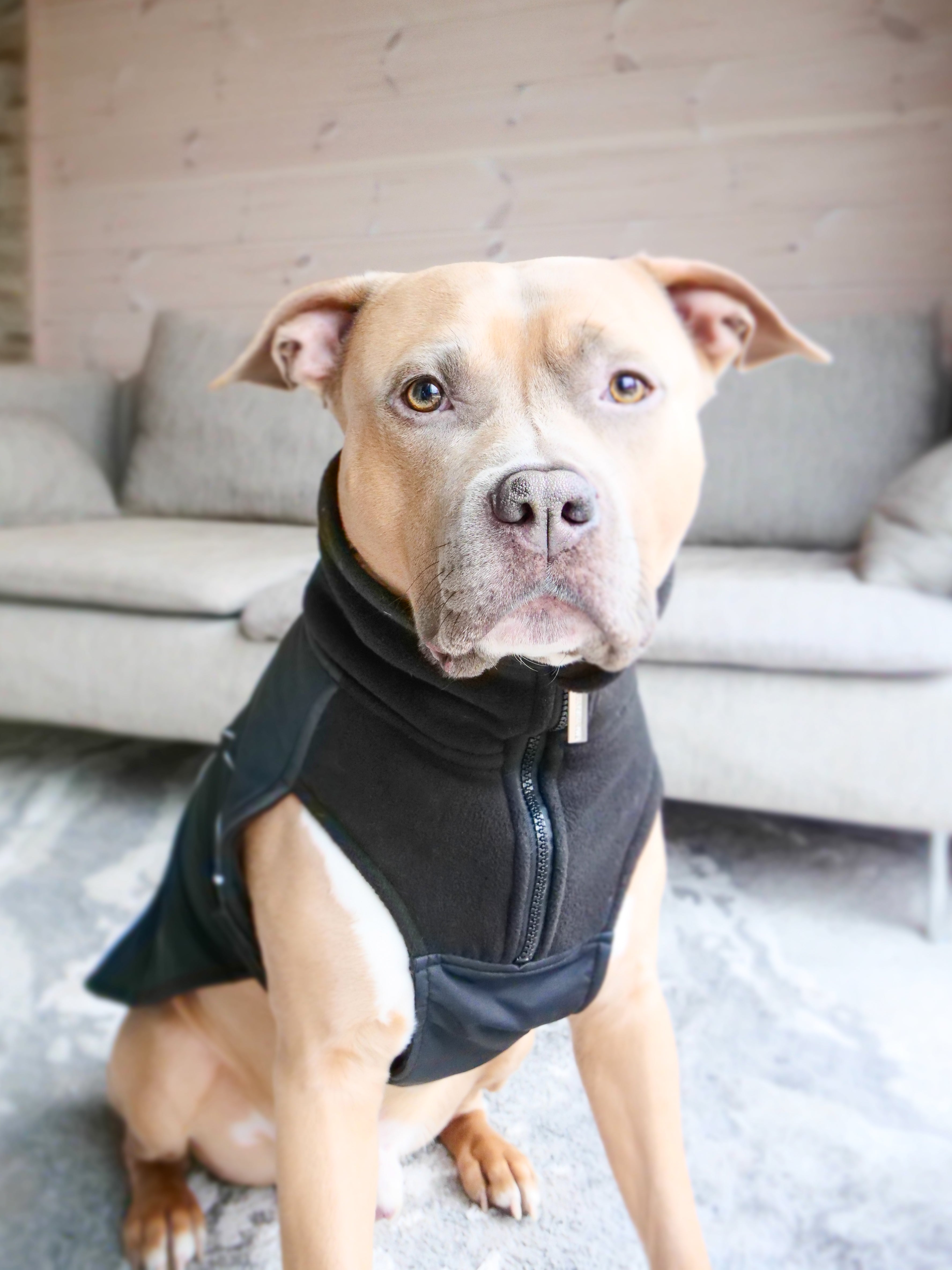 Dog Coat With Zip Shower Proof Black BullyBillows Europe