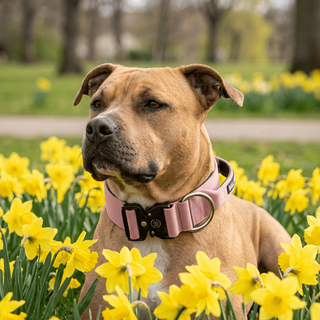 Dog wearing collar
