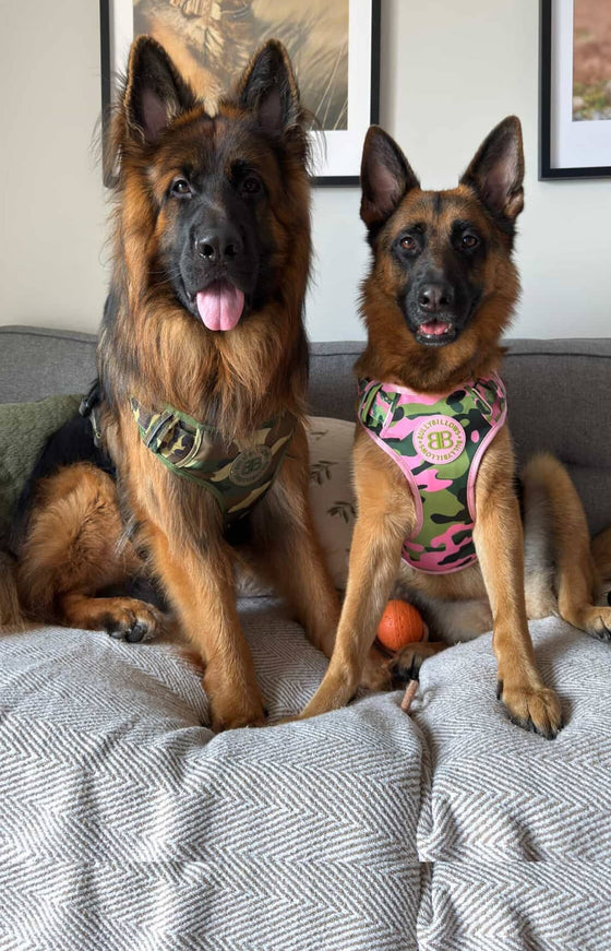 @gsdbear