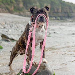 Dog with leash