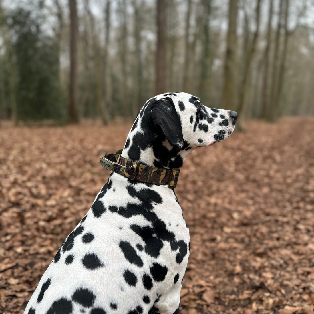 featured image of 4cm Lighter Combat® Collar | With Handle Rated Clip - Green Camouflage