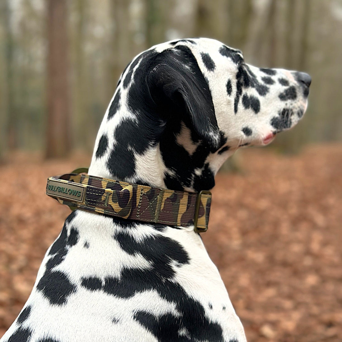 featured image of 5cm Lighter Combat® Collar | With Handle Secure Clip - Green Camouflage
