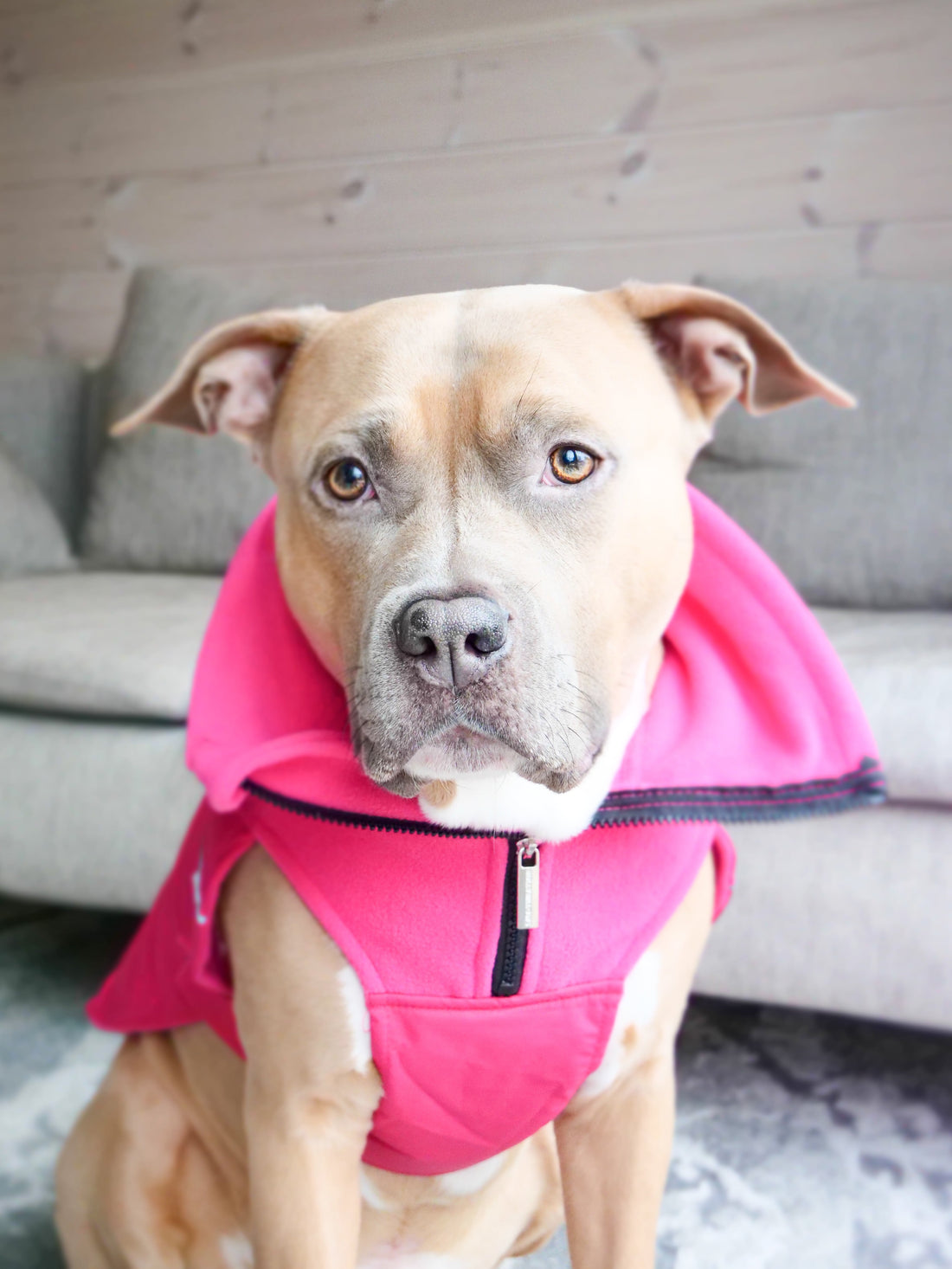 featured image of Dog Coat With Zip - Shower Proof - Carminerose