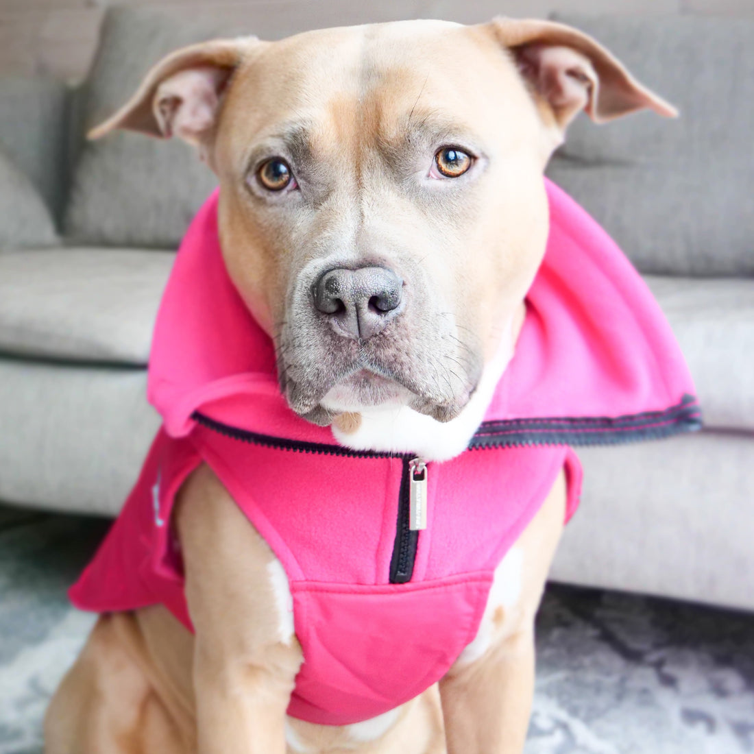 featured image of Dog Coat With Zip - Shower Proof - Carminerose