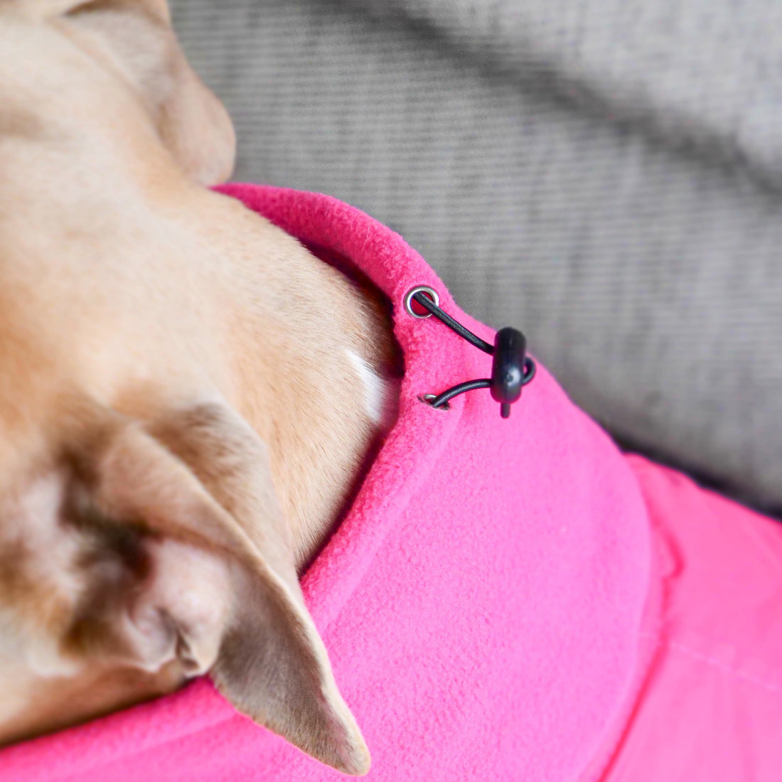 featured image of Dog Coat With Zip - Shower Proof - Carminerose