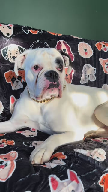 For Dogs Who Love A Luxury Lie-In 😴