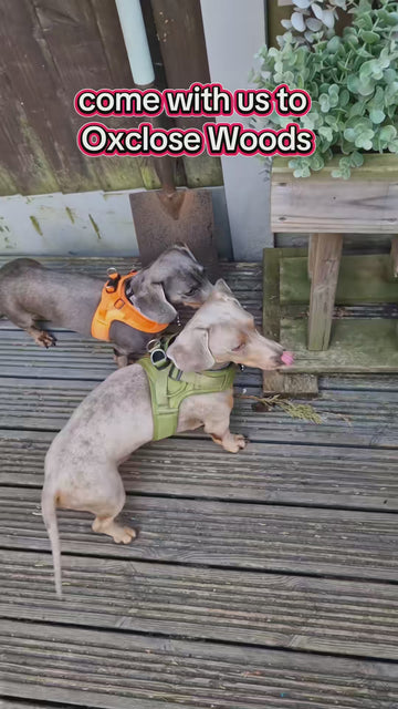 Lightweight comfort for every walk 🐕