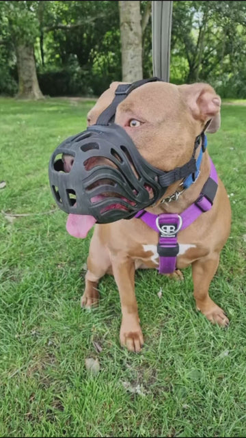 Made For First-Time Muzzle Training 🎯