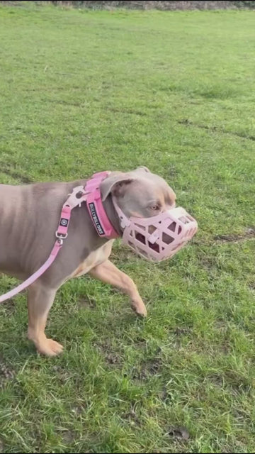 Treat Access While Training 🦴