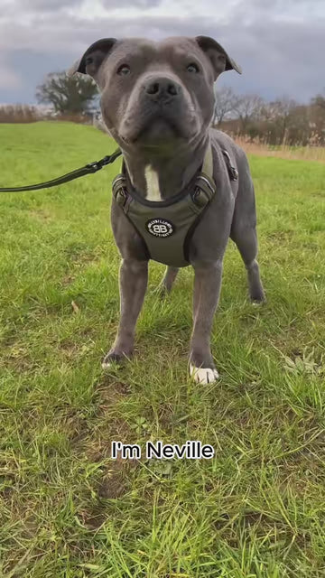 Pressure-Free Chest Support 🐾