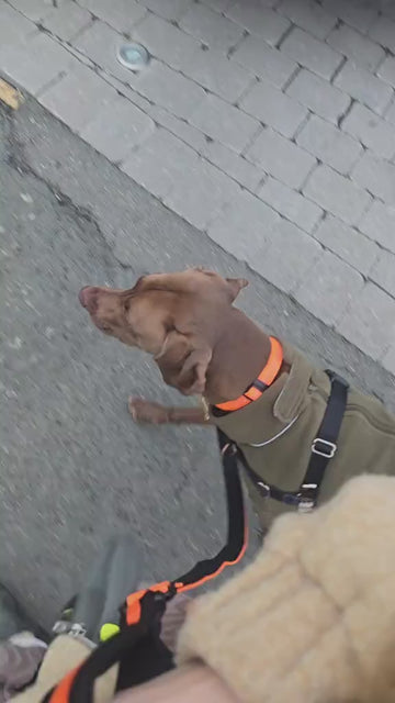 For “Good Dog” Moments 🐶