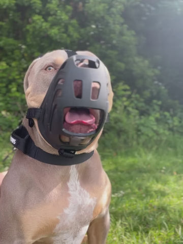 A Smart Start To Safer Walks 🐾