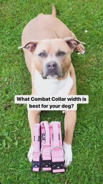 Strong, Secure & Reliable 🐾
