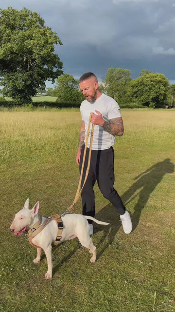 Hands-Free Walks Made Easy 🚶