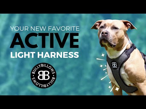 Active Harness | With Handle & Reflective - Orange