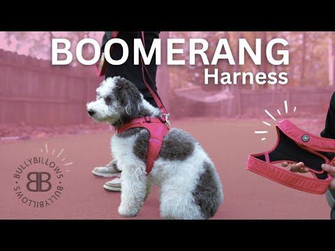 Boomerang Harness | XS-M Breeds