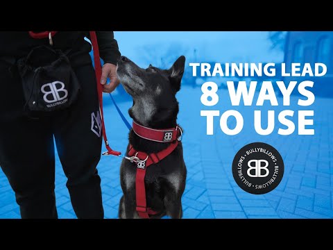 Training Double Ended Dog Leash | 2m Length - Purple