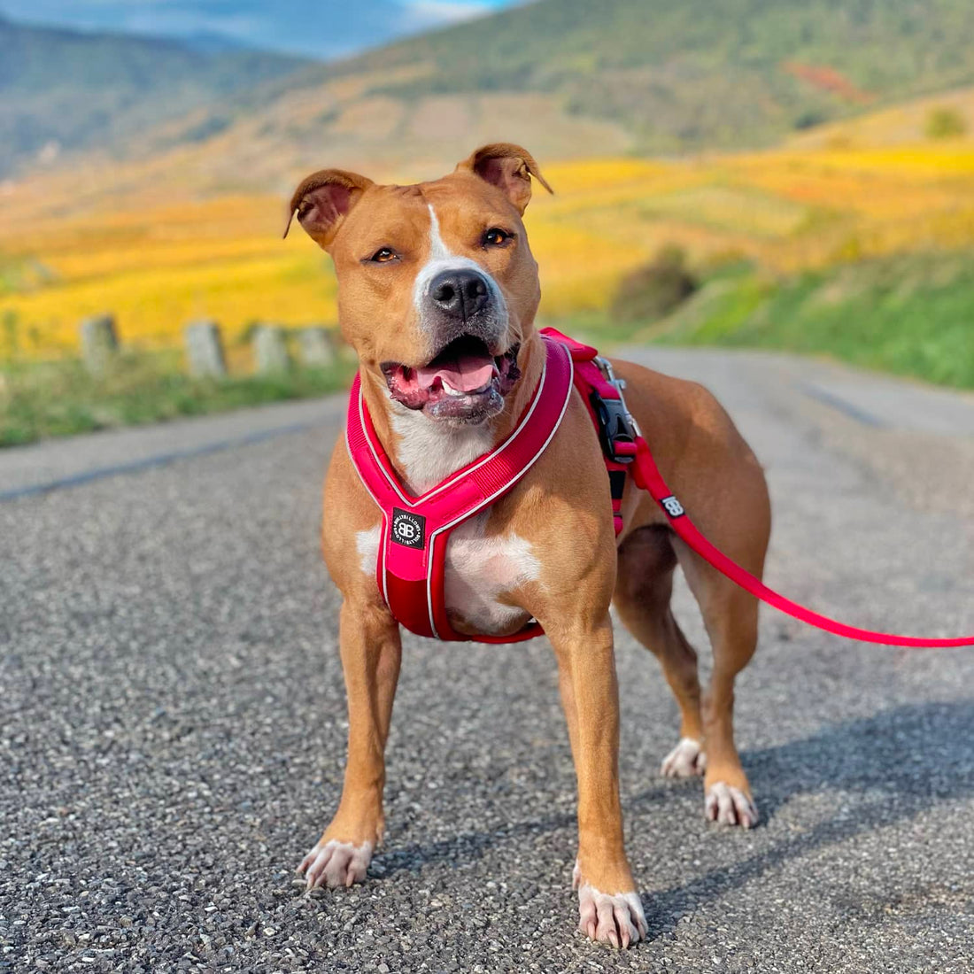 featured image of Slip on Harness | Foam Padded - Tan