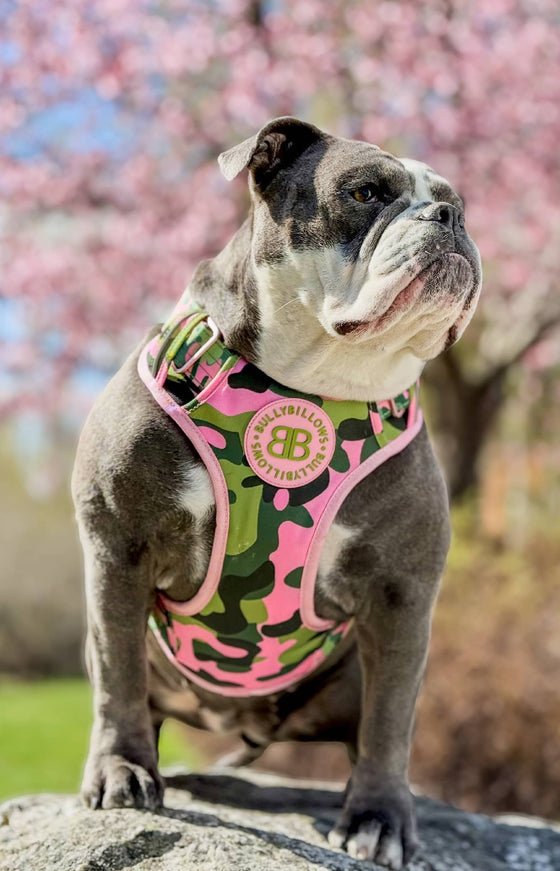 @swedishbulldogfamily