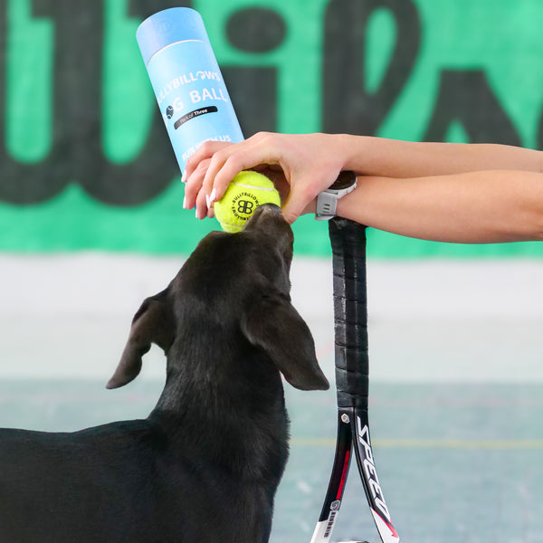 Dog Tennis Balls