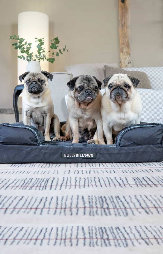 @thepuggysmalls