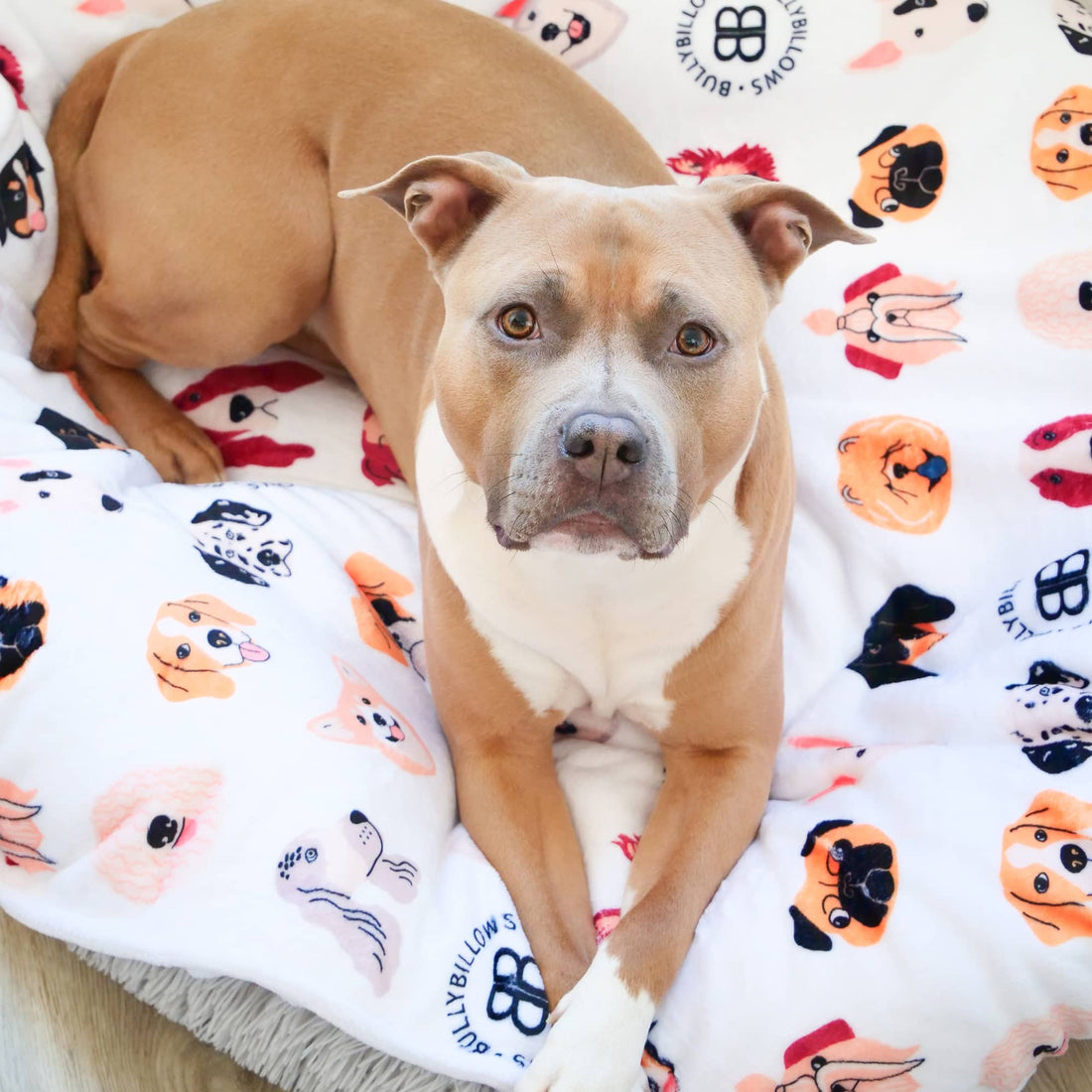 featured image of White Edition | Luxury Dog & Human Blanket